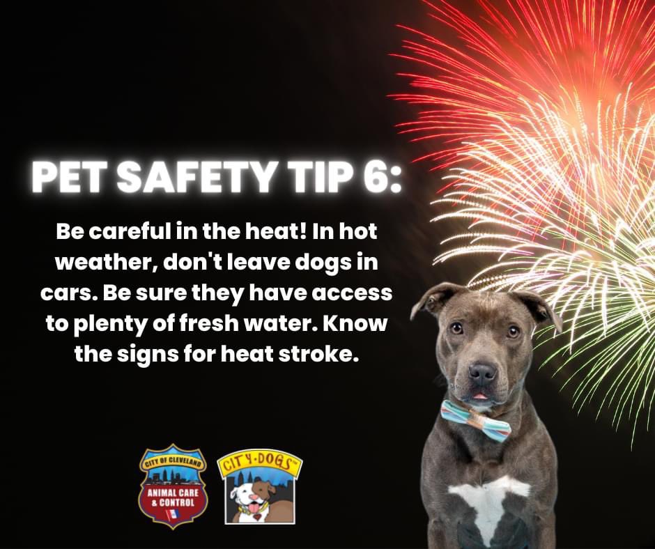 CityDogsCLE's tweet photo. #4thOfJuly Pet Safety Tips 
(2/2) https://t.co/GDsM2pElw1