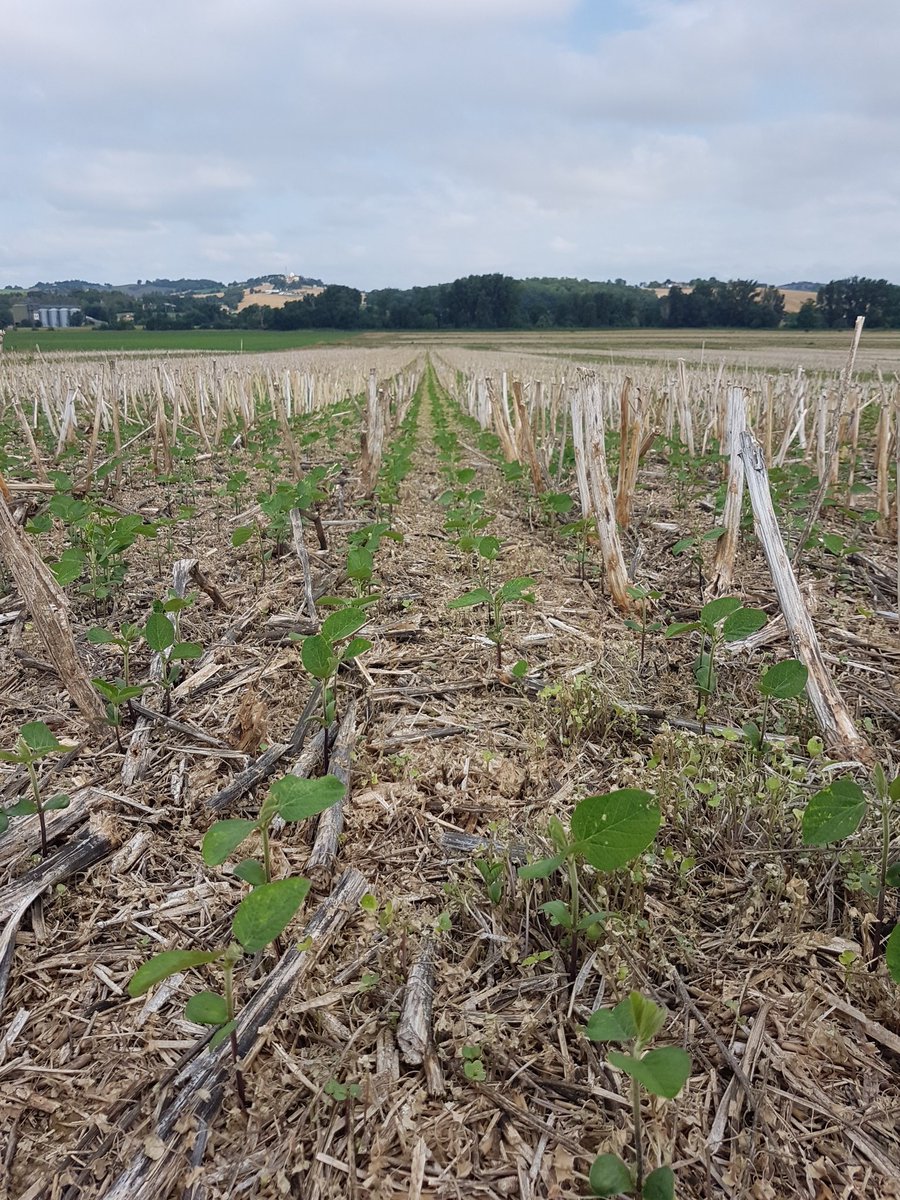 Deuxième culture bien partie