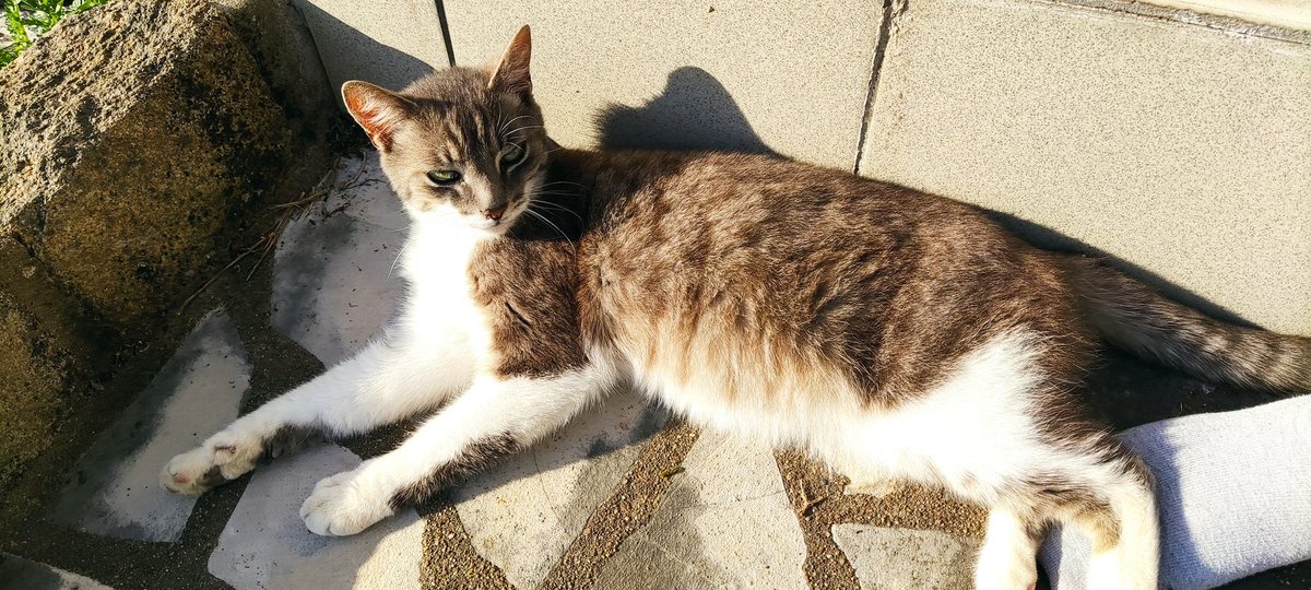 DTumoine's tweet photo. @Maghla Alfred le chat gris, Canaan l'écureuil de Corée et Beerus la chatte blanche et grise ! https://t.co/o91BVXqcbJ