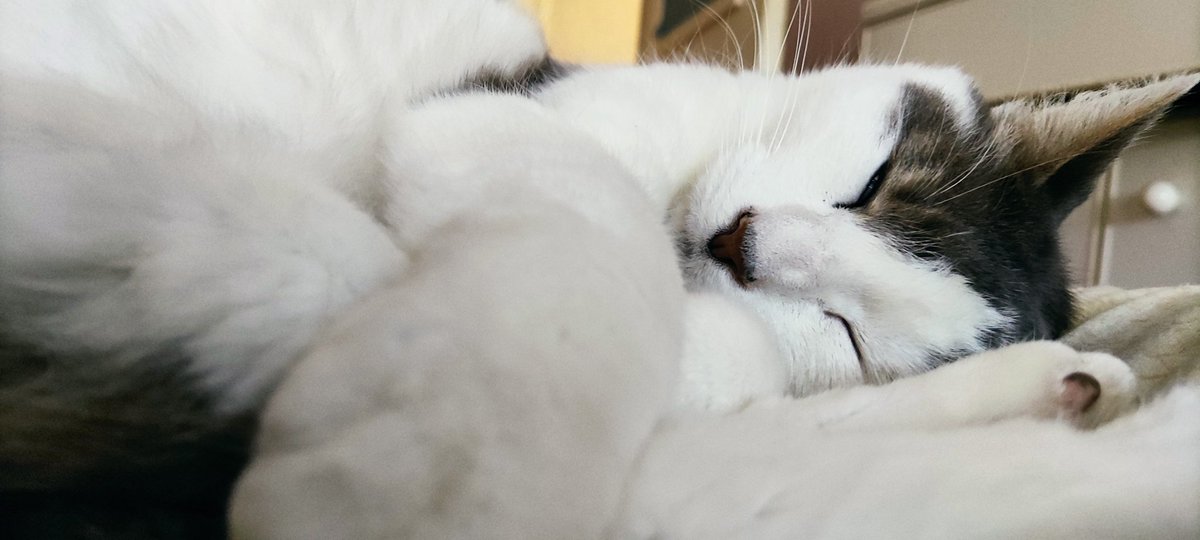 DTumoine's tweet photo. @Maghla Alfred le chat gris, Canaan l'écureuil de Corée et Beerus la chatte blanche et grise ! https://t.co/o91BVXqcbJ