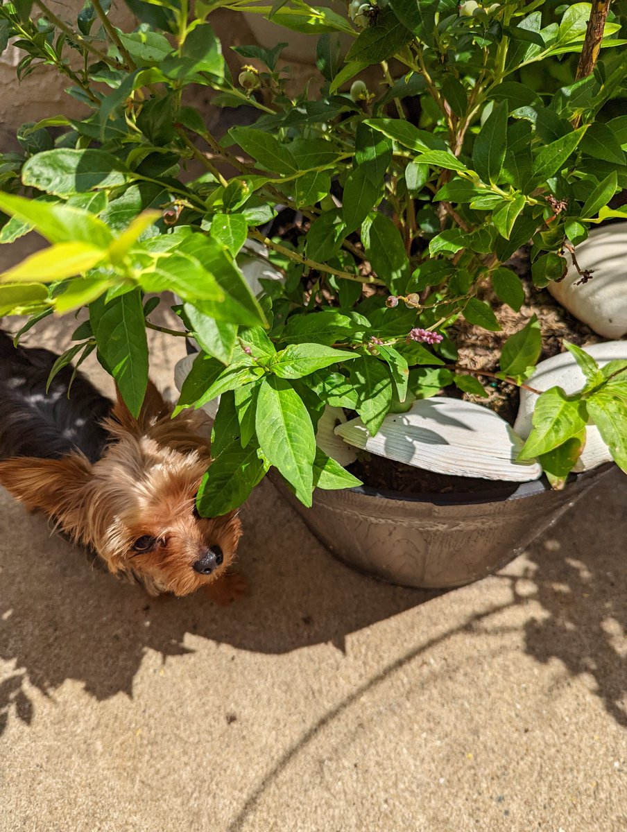 thisismalorie's tweet photo. @brasstracks I think my dog has been secretly eating my blueberries https://t.co/65MorddAyR
