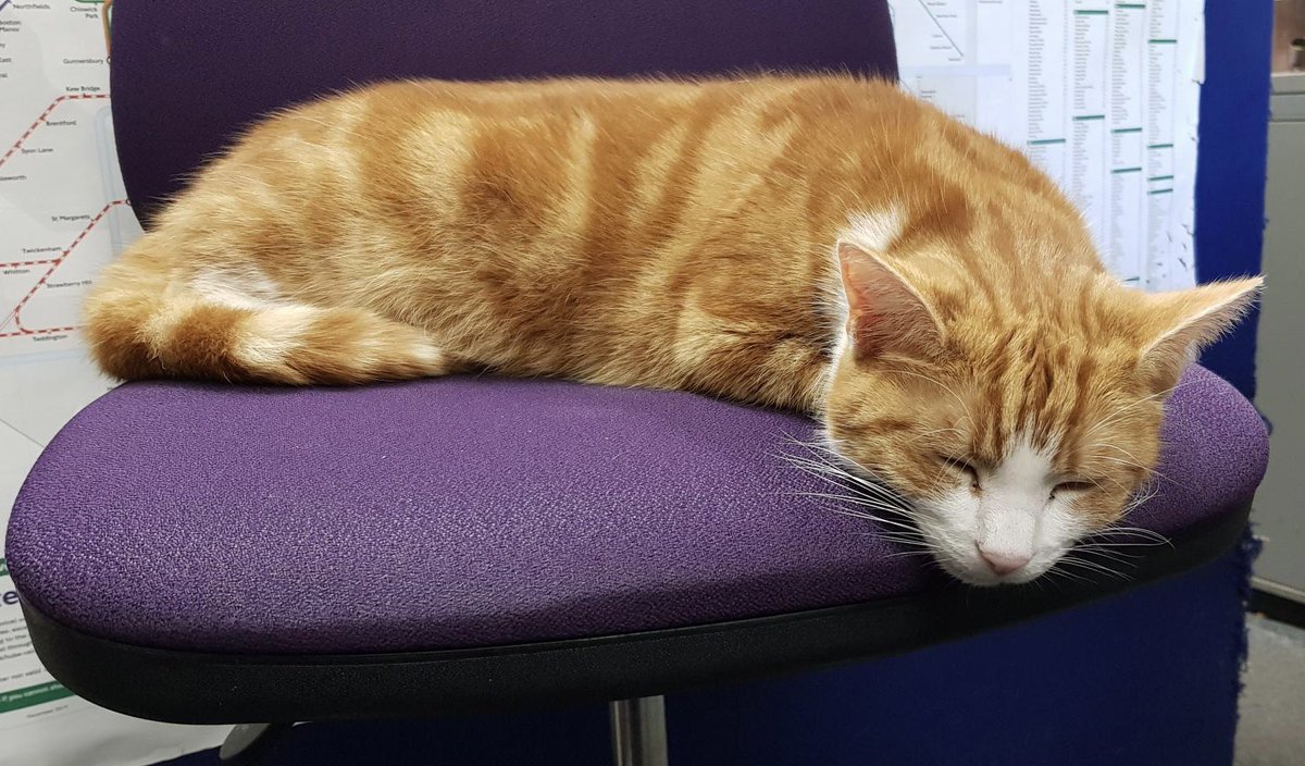 TheStourbridge's tweet photo. Night night sweet dreamies 

Don't believe what your weaknesses whisper to you. 
They don't know the depths of your strength. 

#cats #CatsOfTwitter #CatsOnTwitter https://t.co/yAMHla0IJf