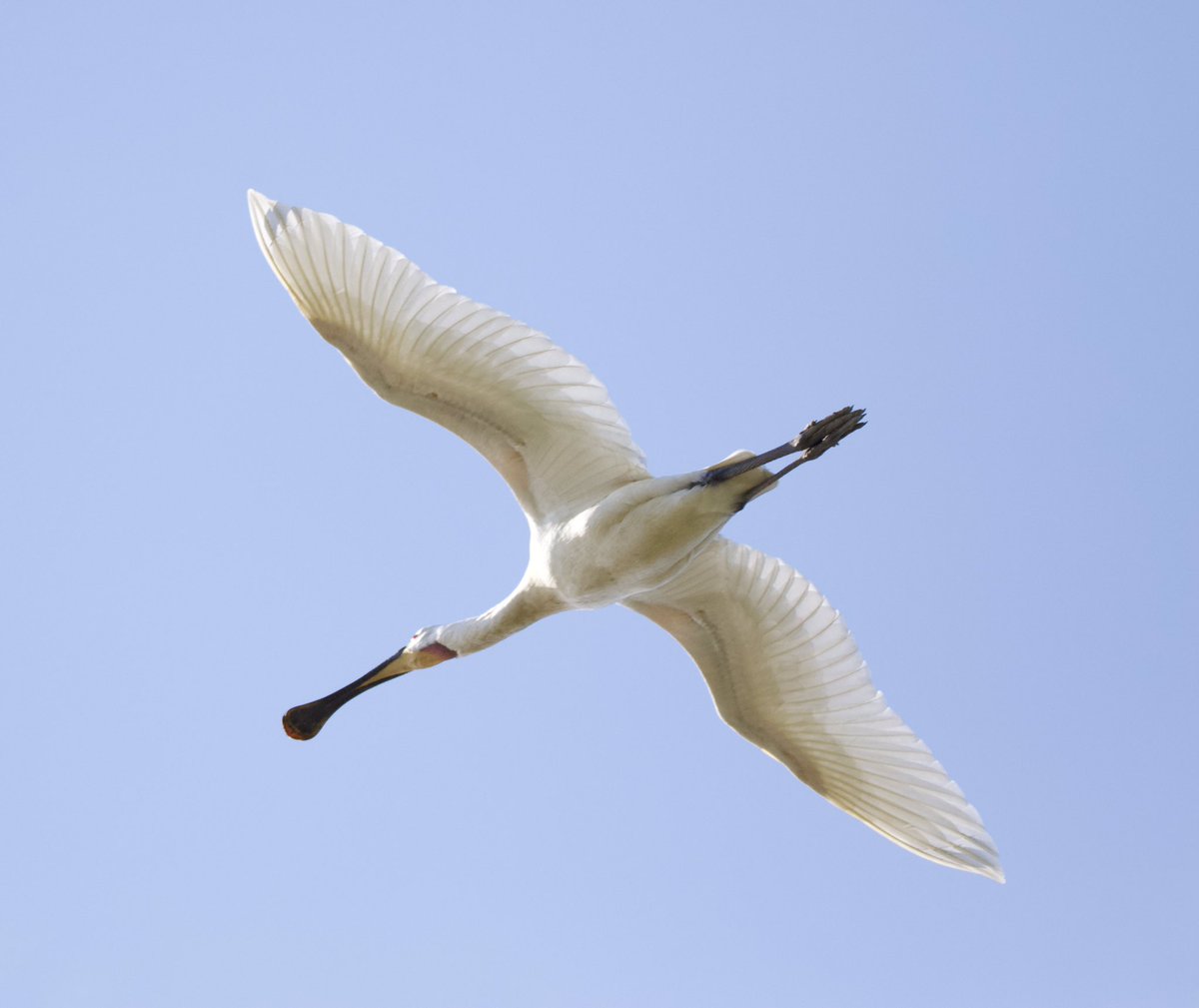 Above the head shot by <a href="/David01427/">David Copeland</a> #brancasterstaithe #spoonbill
