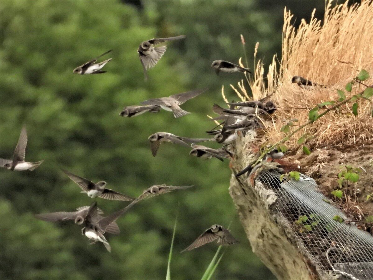 RSPBWeymouth tweet picture