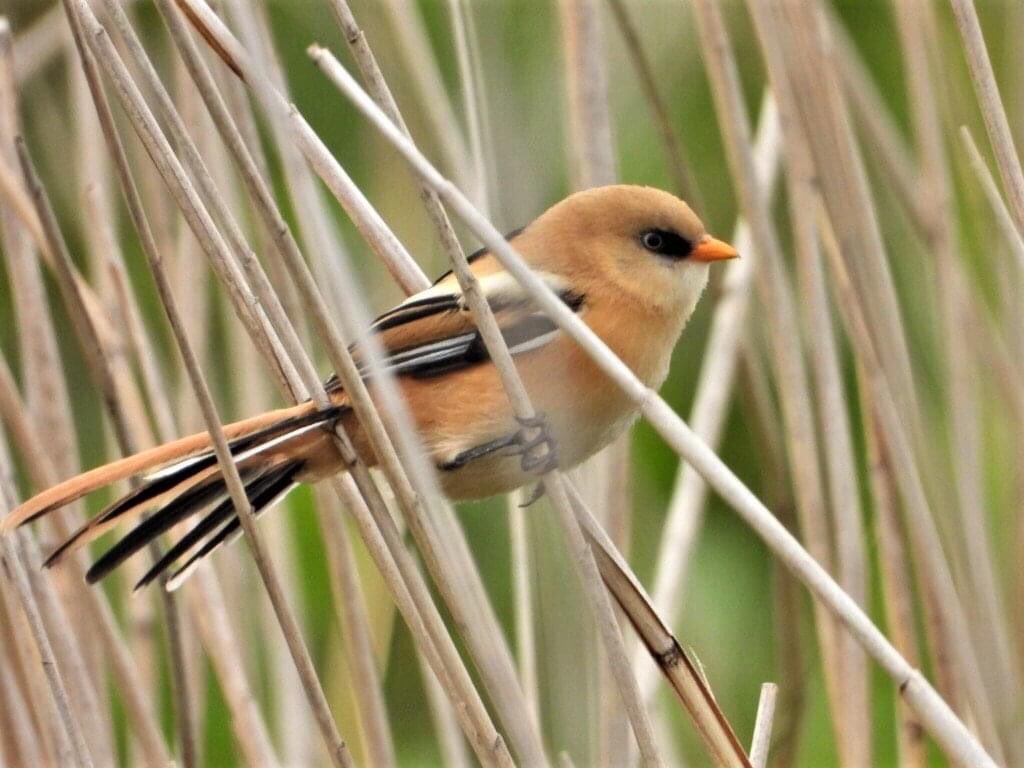 RSPBWeymouth tweet picture