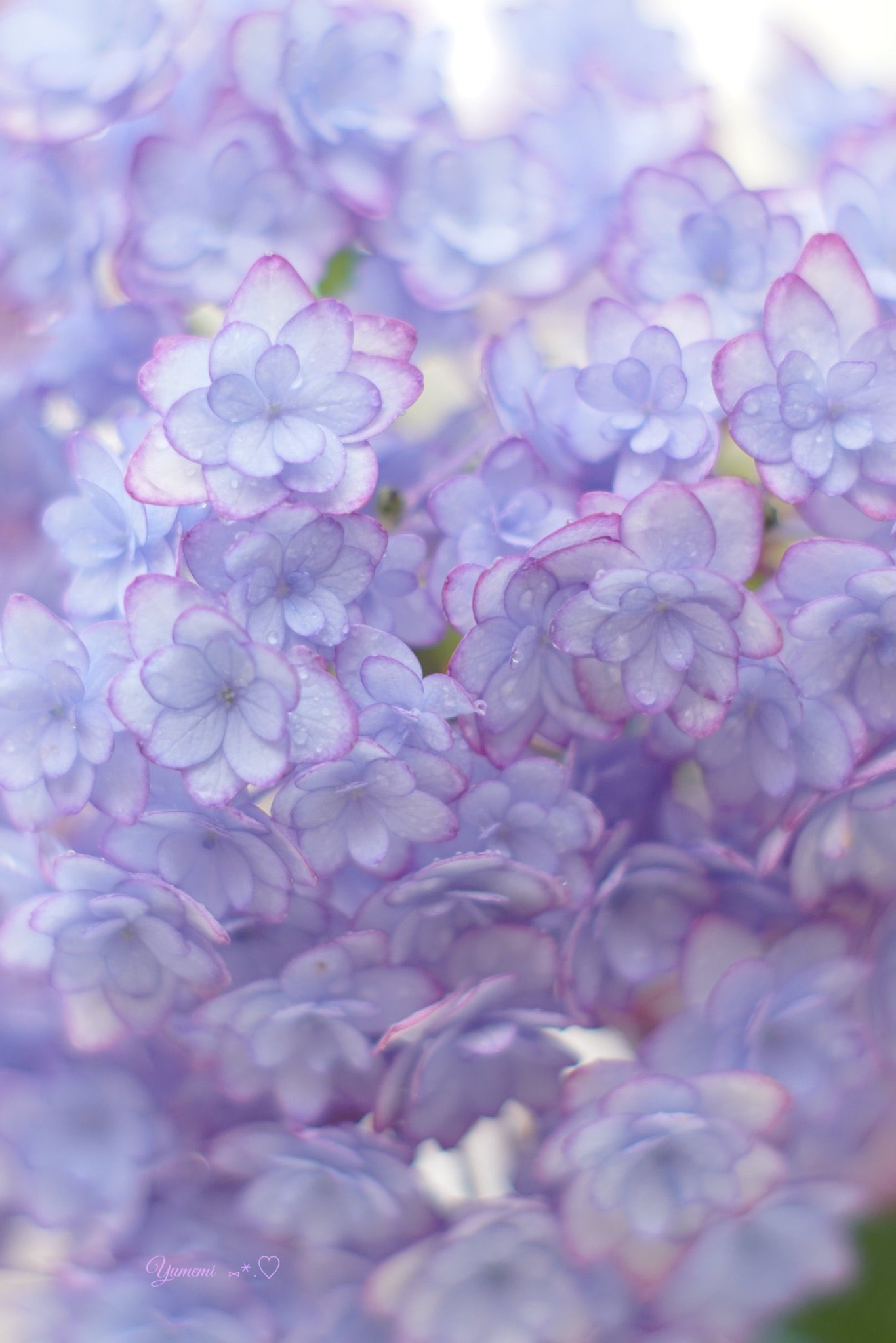 Flower Flowers 012 Twitter