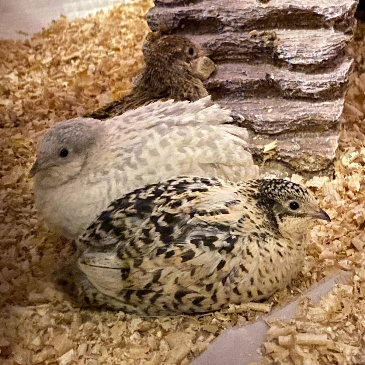 Indy is just the tiniest bean! 🥰
#bird #birds #birdlover #quail #birdwatching #birdphotography