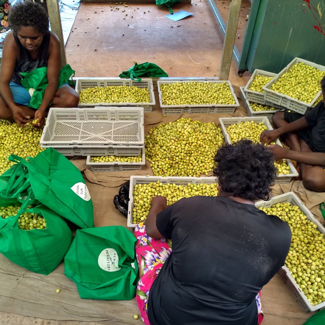 Since 2019, NAAKPA members have harvested over 52 tonnes of gubinge (kakaduplum) worth over $1.5M! Over 400 people have been involved in the harvest which generates significant economic, cultural and social benefits on Country. 🙌🏿

Learn more: shorturl.at/vDF67

#NAIDOC2022
