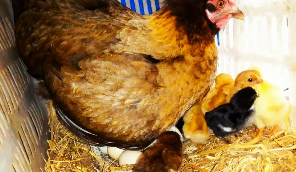 We have a chicken in our shelter that collects its eggs and then today has adorable babies
Please don't forget to donate to us for the month of July for hundreds of cats, dogs and other animals
Donate Paypal
paypal.com/cgi-bin/webscr…
Or a donation gofundme
gofund.me/148f3ddc