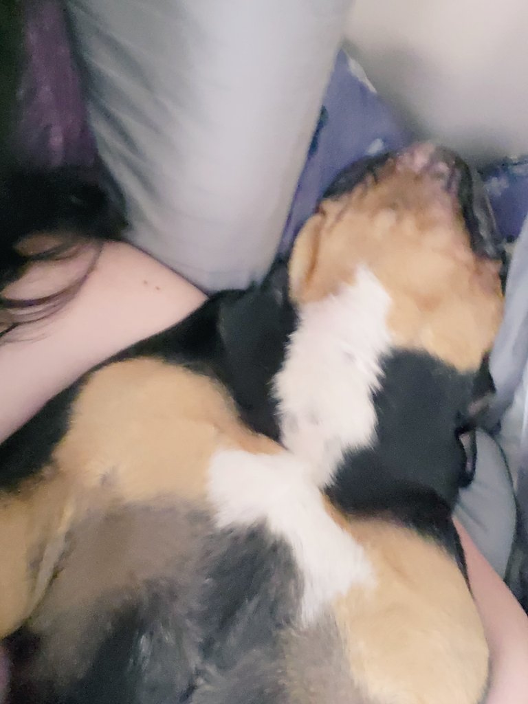n4rwh4ls's tweet photo. Tbh, I don't mind that the boys lay in me like I'm a pillow. They're so cute. π₯Ήπ₯Ήππ
#BennyBean #BenedictTheBulldog #PercyPea #PercivalTheBulldog #englishbulldog #dogsoftwitter https://t.co/lUdS126ts3