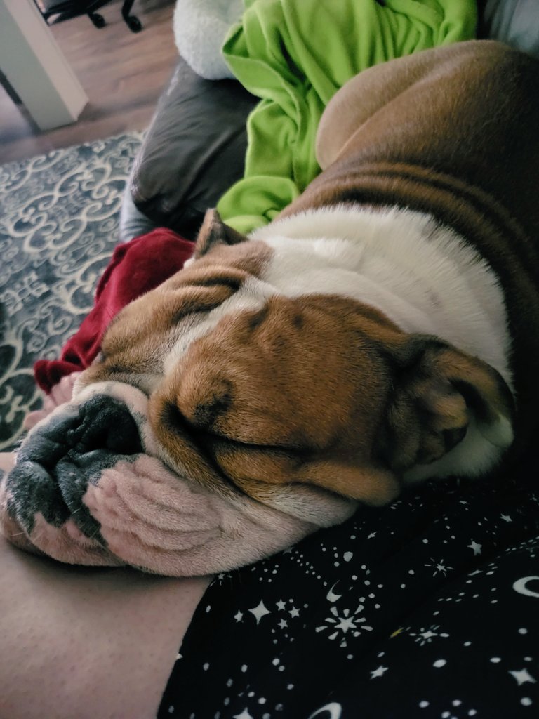 n4rwh4ls's tweet photo. Tbh, I don't mind that the boys lay in me like I'm a pillow. They're so cute. π₯Ήπ₯Ήππ
#BennyBean #BenedictTheBulldog #PercyPea #PercivalTheBulldog #englishbulldog #dogsoftwitter https://t.co/lUdS126ts3