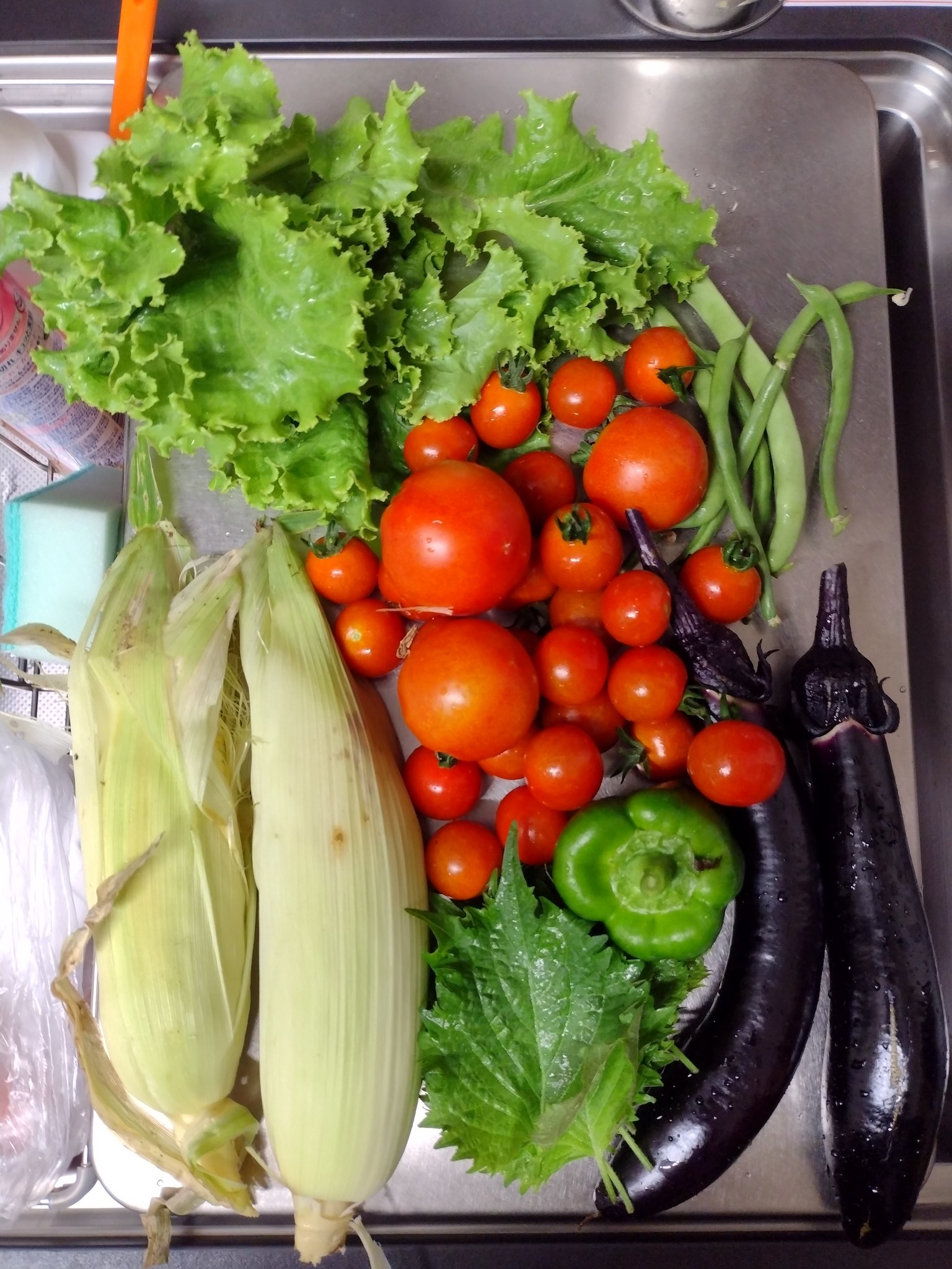 イカぎこうし48 収穫ｗ 3枚目は昨日夕方分 大玉トマト初収穫ｗ オクラがたくさん採れだした トウモロコシは虫食いだらけ T Co Spe2my9kvk Twitter