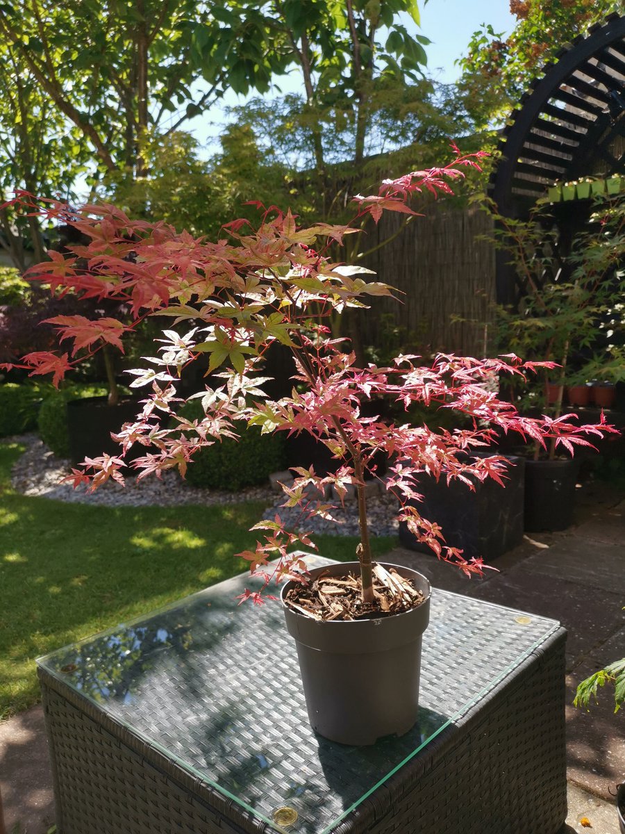 #GardensHour Blooming