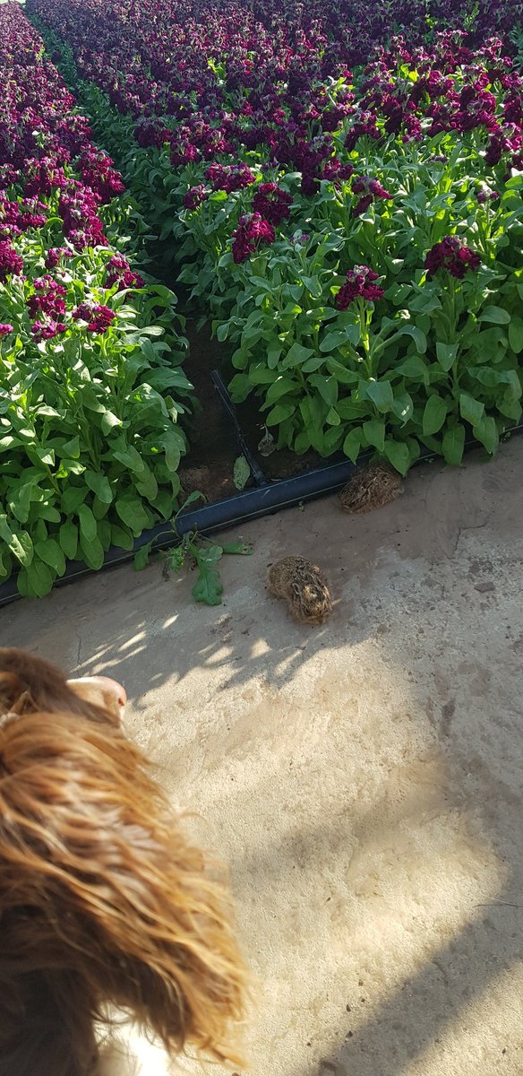 Collison cut flowers tweet media