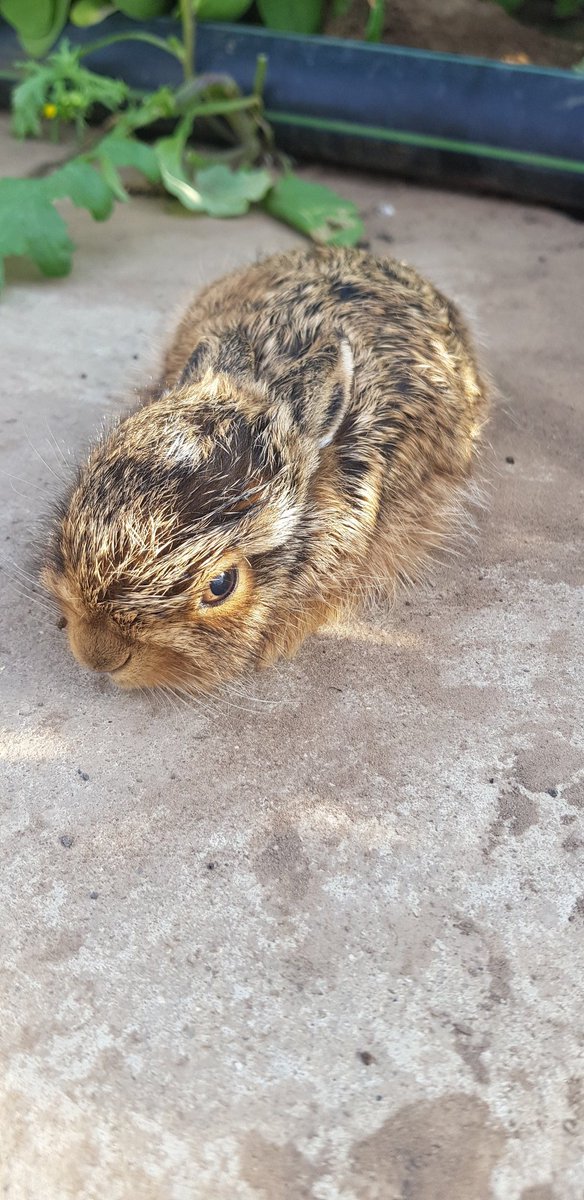 Collison cut flowers tweet media