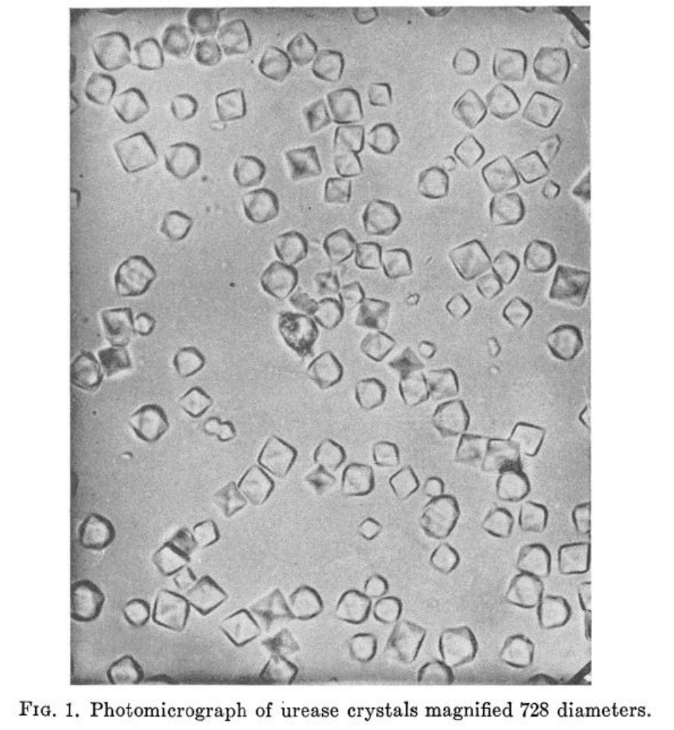 Plasmacellguy's tweet photo. 2/ #Singleplot J. Sumner isolates urease proving that (some/most?) "enzymes are proteins", upturning a dogma
https://t.co/RI2Wrhk4hC
J. Northrop isolates pepsin (PMID: 17758437)
https://t.co/pfQEaWrGzm
Can't find a direct PMID but this is the closest PMID: 12202621 https://t.co/M83HzUbJLr