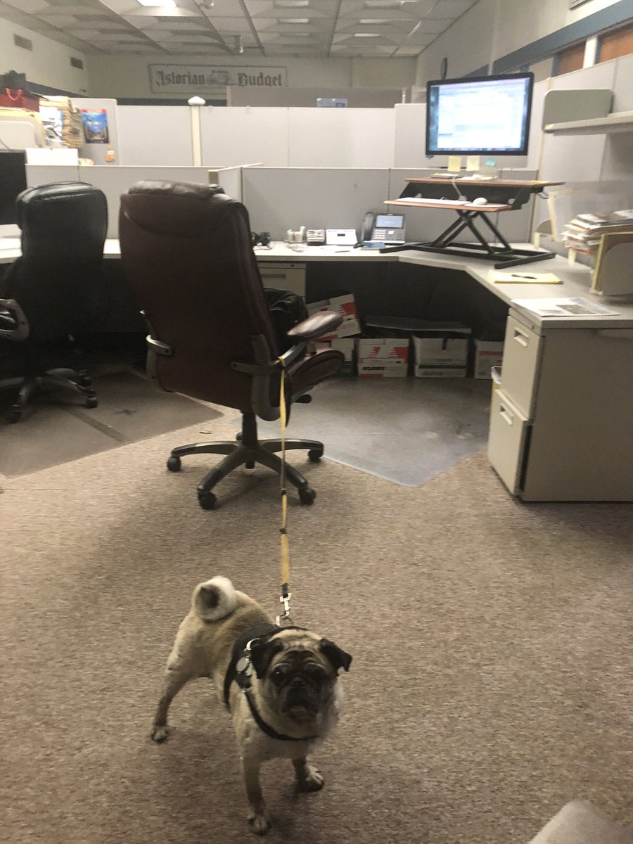 SammythePugg's tweet photo. Take your pug to work day …#puglife https://t.co/n5jSUXJoKj