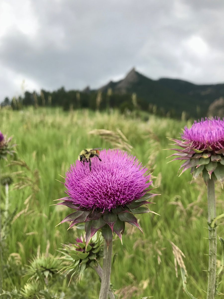 AriDSherman's tweet photo. #endlesssummer 🐝🌺⛰🐺🌲 https://t.co/DKRaQmcodi