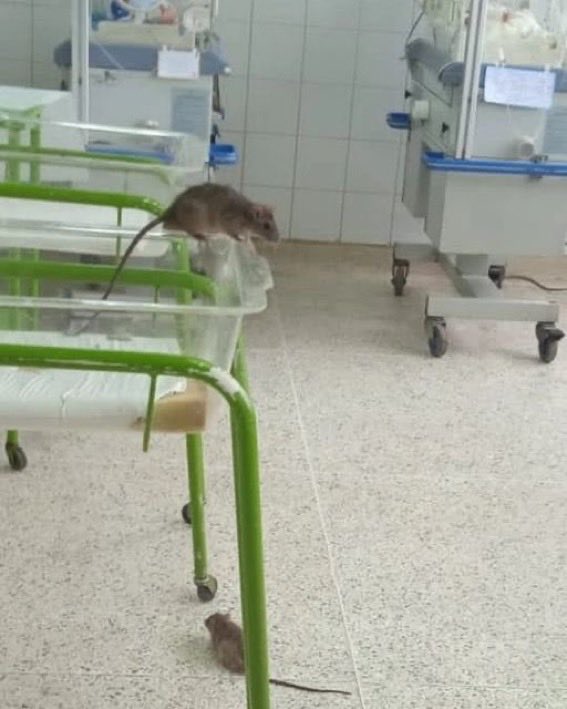 lilianaf523's tweet photo. VENEZUELA NO se está “arreglando”.  Ratas se pasean por la sala de recién nacidos  del hospital Luis Rasseti - Barinas. https://t.co/BpkGaWEAtO