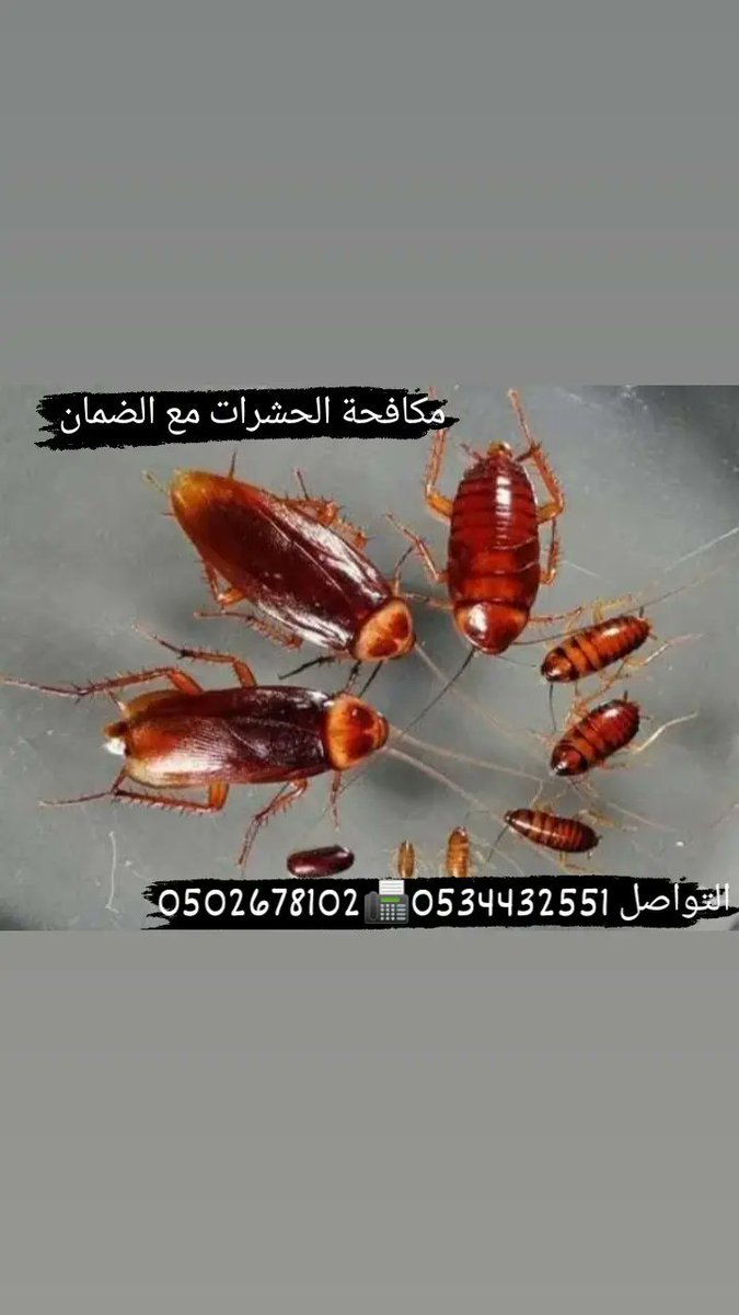 #مكافحة_الحشرات_مع_الضمان_https:/www.instagram.com/stories/highlights/18177368593170616/