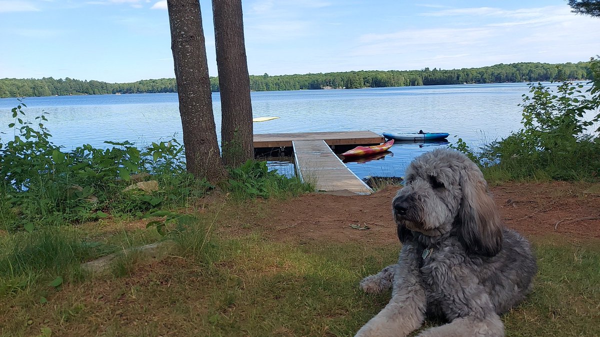 ScottZelligan's tweet photo. @TennisPodcast @CWhitakerSport @DavidLawTennis @MattRobertsTTP Baron and I will listen from a cottage near Haliburton Ontario https://t.co/csMKPoDMuJ