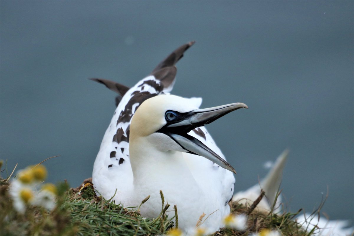 Giggling gannet #birdphotography #birdwatching #BirdsSeenIn2022 #TwitterNatureCommunity #TwitterNaturePhotography #nikonphotography #Nikon #sigmalens