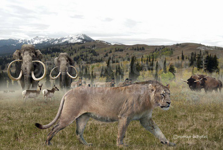 ExpositionPug's tweet image. American lion