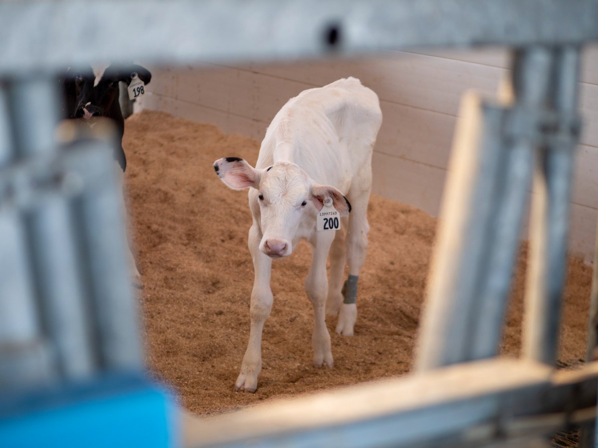 UBC Animal Welfare (@ubcawp) on Twitter photo A new study published in <a href="/jdairyscience/">Journal of Dairy Science | JDS Communications</a> by researchers from <a href="/ubcAWP/">UBC Animal Welfare</a> investigated Canadian veterinarians' views of surplus calf care, where they described a wide range of challenges and solutions. Read the full article here: doi.org/10.3168/jds.20… #ubcAWPdairy A new study published in <a href="/jdairyscience/">Journal of Dairy Science | JDS Communications</a> by researchers from <a href="/ubcAWP/">UBC Animal Welfare</a> investigated Canadian veterinarians' views of surplus calf care, where they described a wide range of challenges and solutions. Read the full article here: doi.org/10.3168/jds.20… #ubcAWPdairy