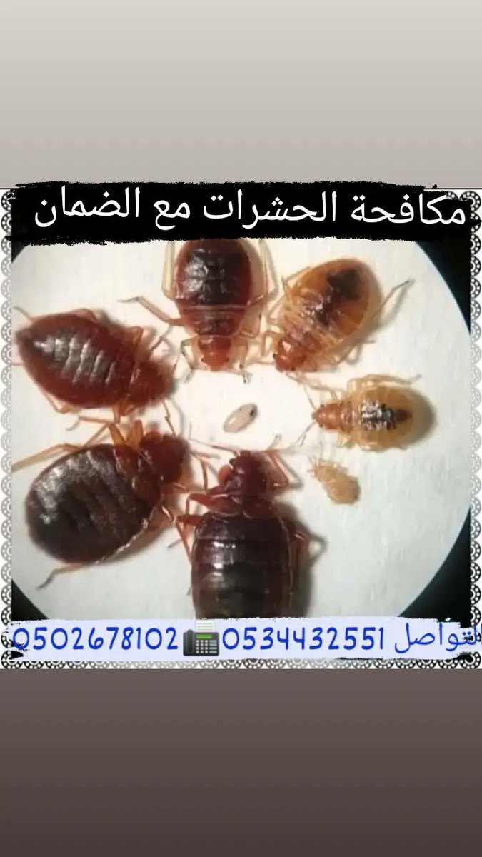 #مكافحة_الحشرات_مع_الضمان_https:/www.instagram.com/stories/highlights/18177368593170616/