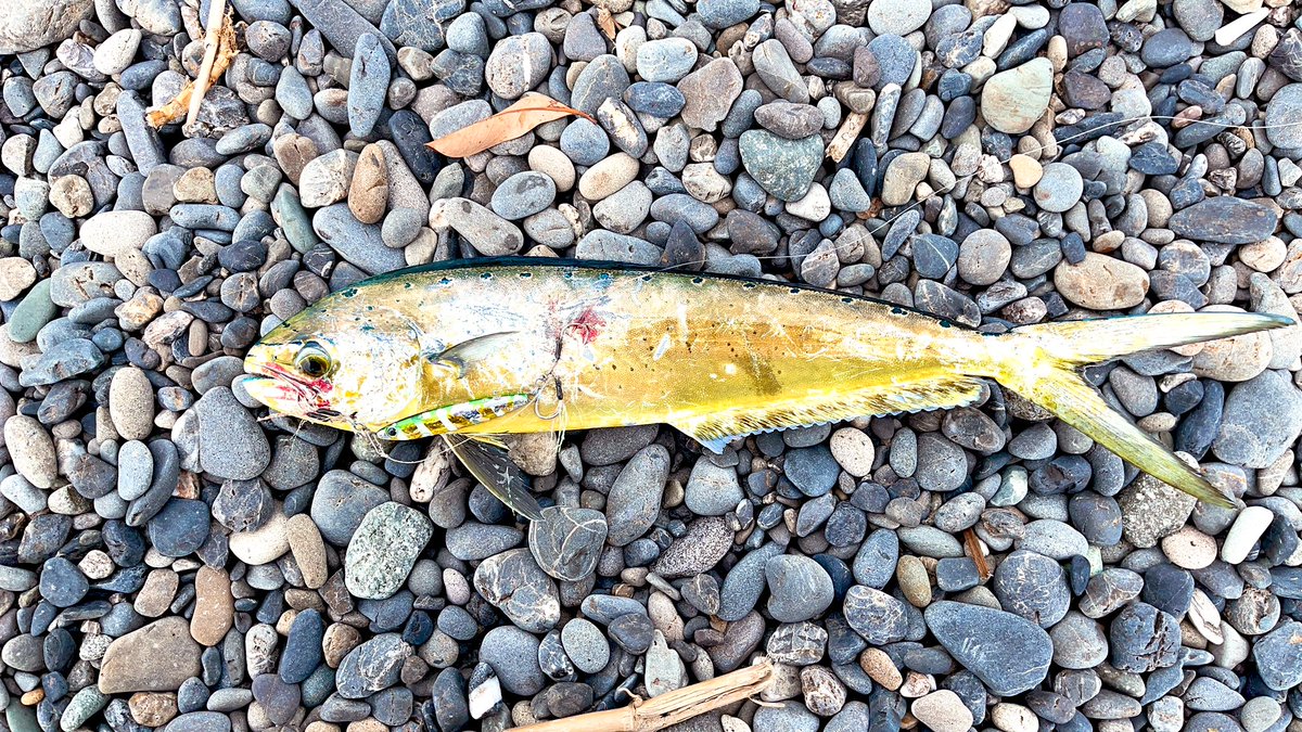 angler__YU's tweet photo. サーフに行ってきた🌊夏の魚が出ました😎🤣🎣今シーズン中にサイズアップを目指して頑張りたいです🤣🎣

＃シイラ
#ペンペン
#R_SARDINE
#zeake https://t.co/768u3kPcWU