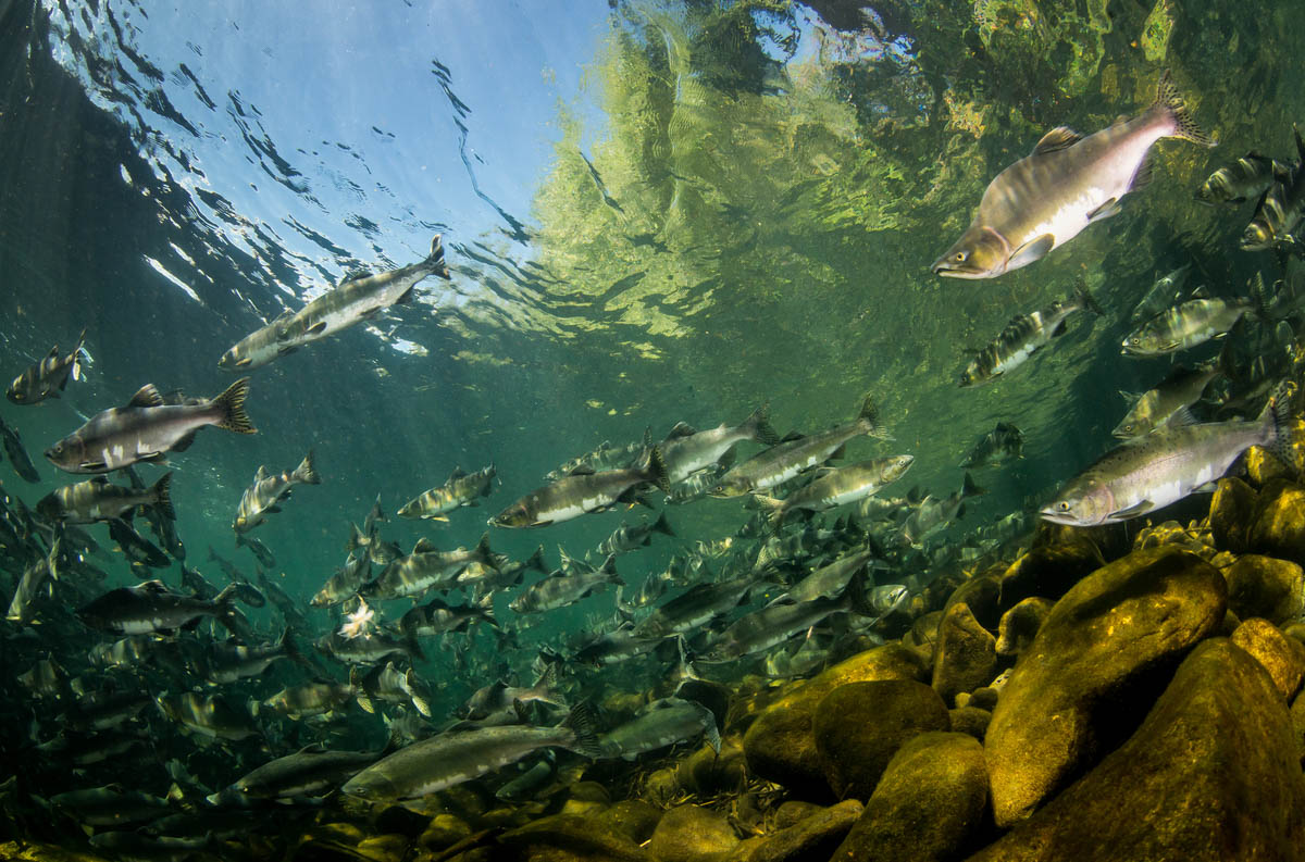 #Salmon are famous for their anadromous journeys, but #DYK they can also reside in rivers for much, if not all, of their adult lives?🐟This is another reason taking care of streams, rivers, and oceans is essential to the survival of our precious lil keystone species 🌲🌊
📸EJ