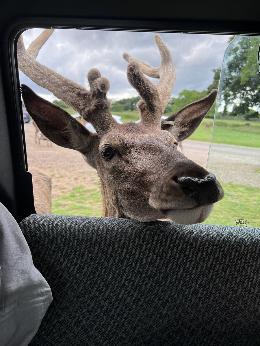 McEllie8's tweet photo. Had a great VIP tour @Longleat yesterday and would highly recommend it, ask for Dave as your guide #legend #birthweekend https://t.co/5koYDuu4Om