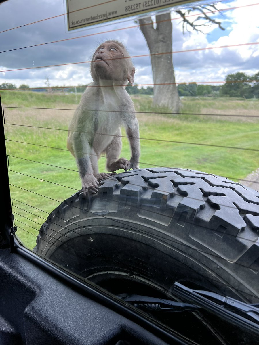 McEllie8's tweet photo. Had a great VIP tour @Longleat yesterday and would highly recommend it, ask for Dave as your guide #legend #birthweekend https://t.co/5koYDuu4Om