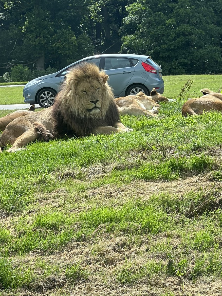 McEllie8's tweet photo. Had a great VIP tour @Longleat yesterday and would highly recommend it, ask for Dave as your guide #legend #birthweekend https://t.co/5koYDuu4Om
