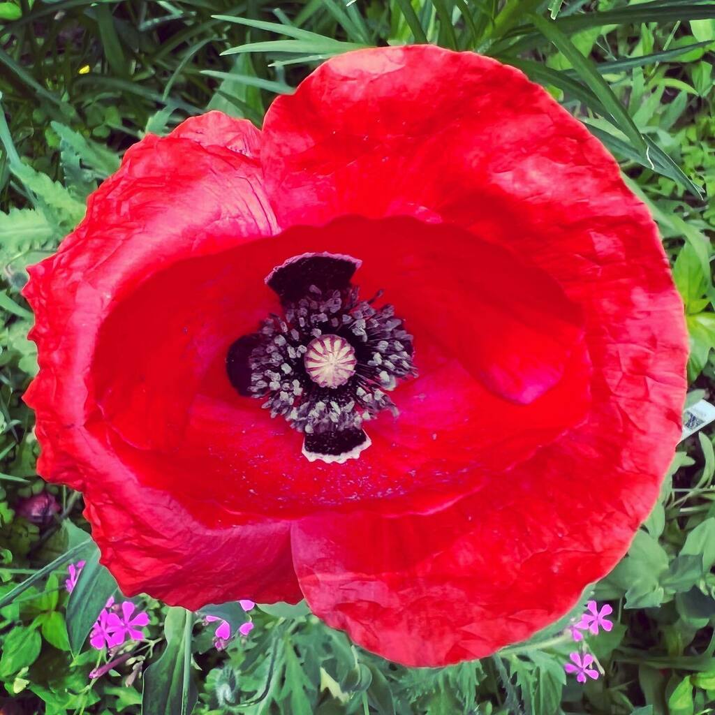 adrndack's tweet image. Thankful for these annual poppies. None of the perennial ones bloomed this year. #winsomelosesome #zone4b #adirondackmountains #flowergardener instagr.am/p/Cfmp6RipQZB/