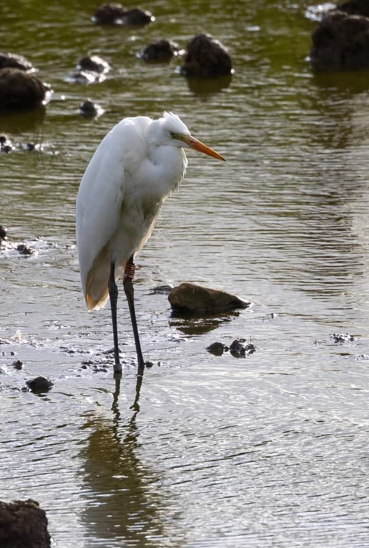 FlamboroughBird photo