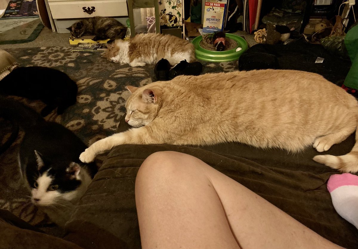 mrwiley9's tweet photo. All relaxing on this hot muggy day. https://t.co/SlZ2djQldO