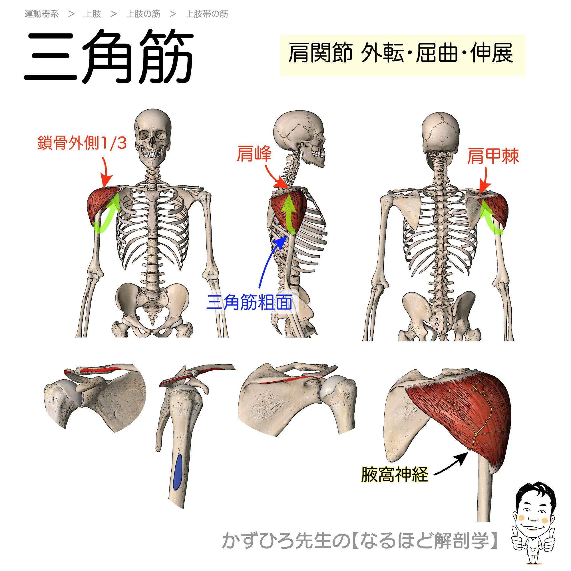黒澤一弘（かずひろ）解剖学IT教育・指圧師・ラダック on X
