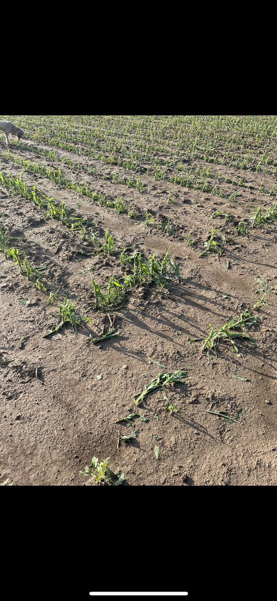 MSUMann's tweet image. Sunday Scouting🌽 What a turn around! This field was hit hard with hail damage 4 weeks ago….NEW DEKALB genetics continue to impress in stress conditions! #Bayer4MI #WinningHasRoots @DKCAS_MI @Asgrow_DEKALB