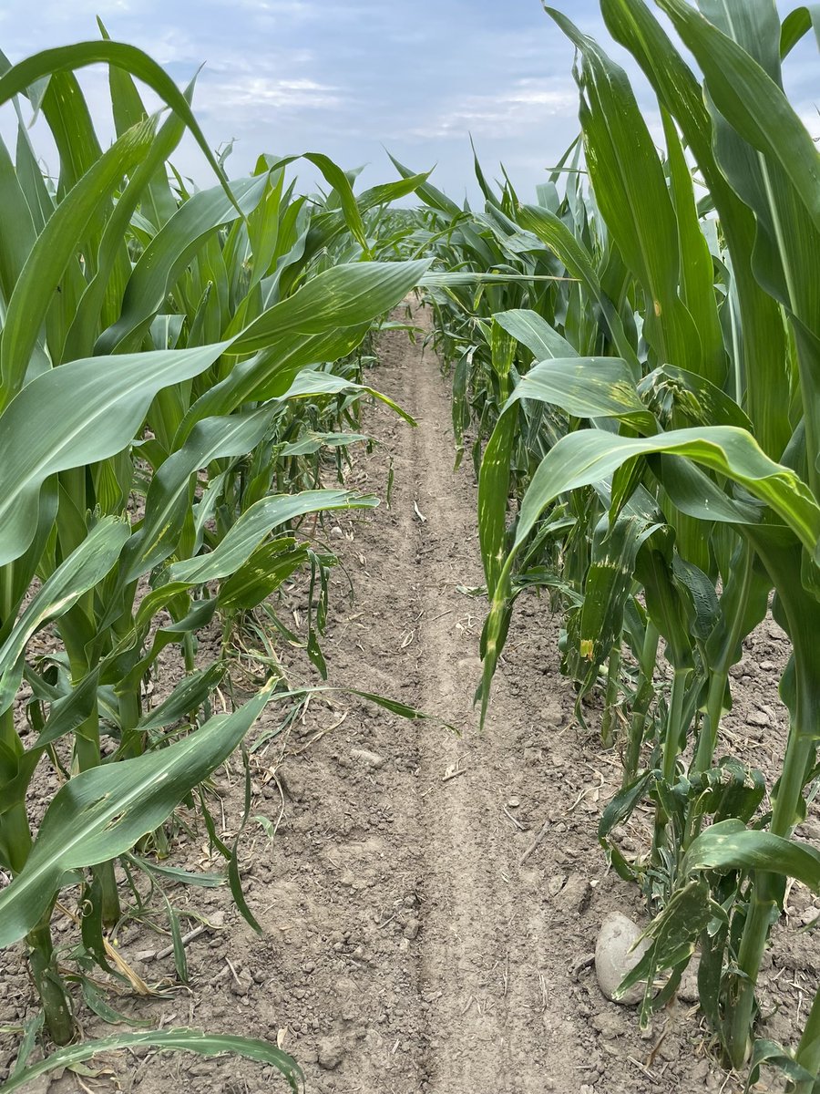 MSUMann's tweet image. Sunday Scouting🌽 What a turn around! This field was hit hard with hail damage 4 weeks ago….NEW DEKALB genetics continue to impress in stress conditions! #Bayer4MI #WinningHasRoots @DKCAS_MI @Asgrow_DEKALB