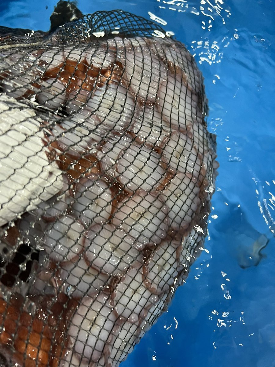 Hey <a href="/seafoodtracer/">seafoodtracer</a> #giantpacificoctopus harvest in just now #minamisanriku
