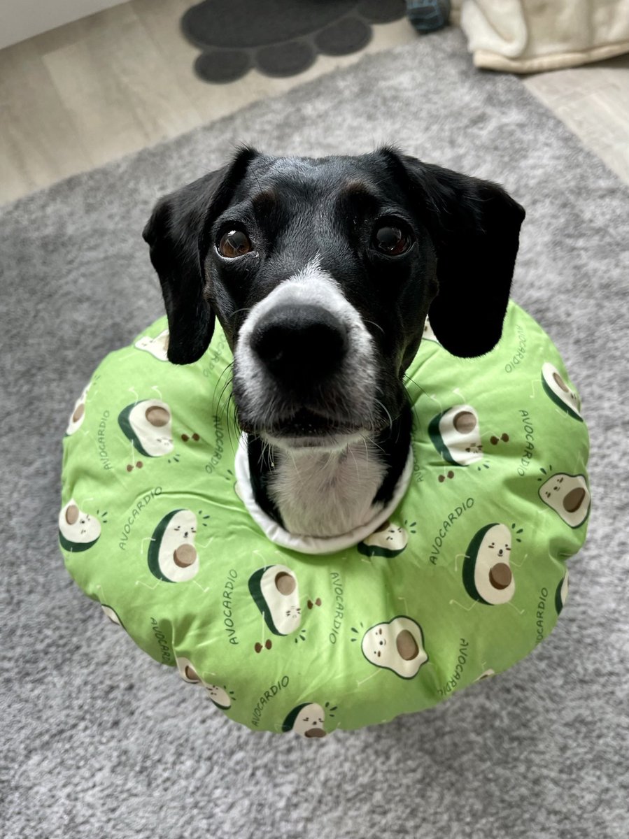 jenthomasradio's tweet photo. Look at the adorable Avocado from @Ewa_Boo https://t.co/2ILBrAWzsr