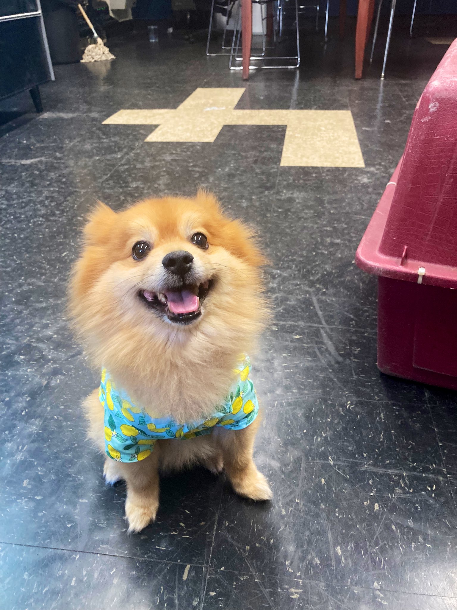 NYPD 104th Precinct on Twitter: "🚨FOUND DOG🚨 This well dressed little