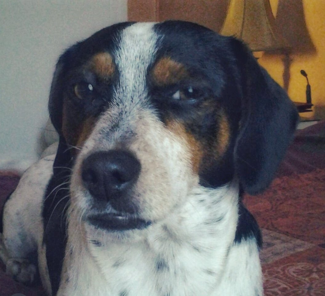 Francisco Linares tweet media