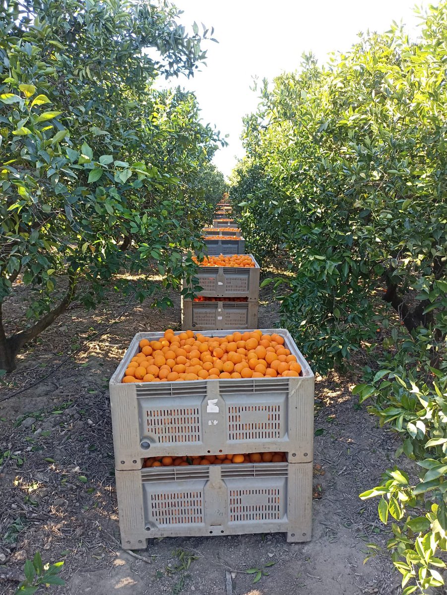 Trab_Zumosol's tweet image. En una de las zonas mas naranjeras d España no es viable una fabrica de zumos como @zumosolespana ?
Por 1 plan de viabilidad para una fabrica que mantiene viva la comarca de la Vega del Guadalquivir
@JuanMa_Moreno @sanchezcastejon @empleogob @EmpleoJunta @AndaluciaJunta 
Difundid