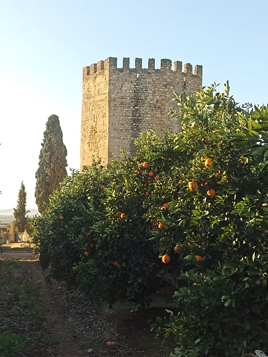 Trab_Zumosol's tweet image. En una de las zonas mas naranjeras d España no es viable una fabrica de zumos como @zumosolespana ?
Por 1 plan de viabilidad para una fabrica que mantiene viva la comarca de la Vega del Guadalquivir
@JuanMa_Moreno @sanchezcastejon @empleogob @EmpleoJunta @AndaluciaJunta 
Difundid