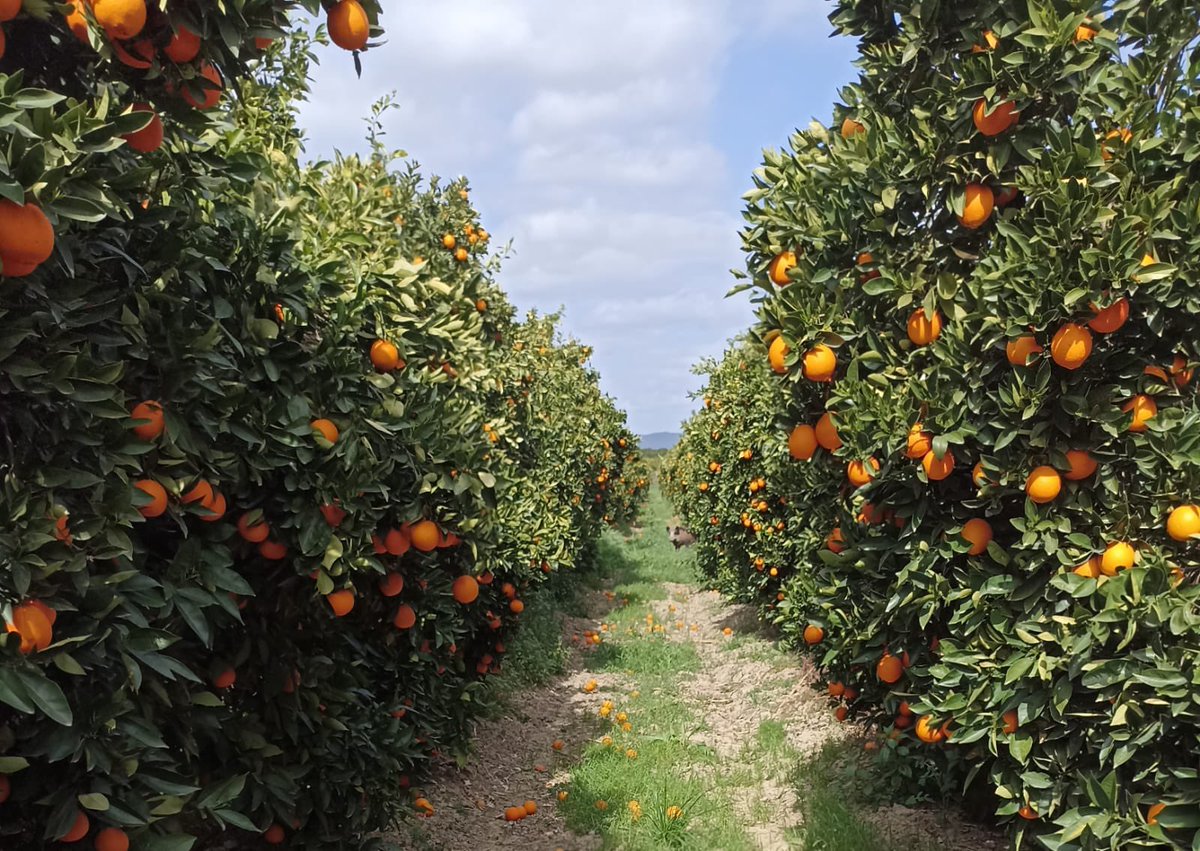 Trab_Zumosol's tweet image. En una de las zonas mas naranjeras d España no es viable una fabrica de zumos como @zumosolespana ?
Por 1 plan de viabilidad para una fabrica que mantiene viva la comarca de la Vega del Guadalquivir
@JuanMa_Moreno @sanchezcastejon @empleogob @EmpleoJunta @AndaluciaJunta 
Difundid