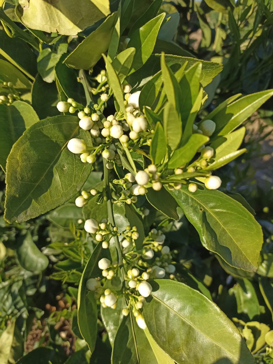 Trab_Zumosol's tweet image. En una de las zonas mas naranjeras d España no es viable una fabrica de zumos como @zumosolespana ?
Por 1 plan de viabilidad para una fabrica que mantiene viva la comarca de la Vega del Guadalquivir
@JuanMa_Moreno @sanchezcastejon @empleogob @EmpleoJunta @AndaluciaJunta 
Difundid