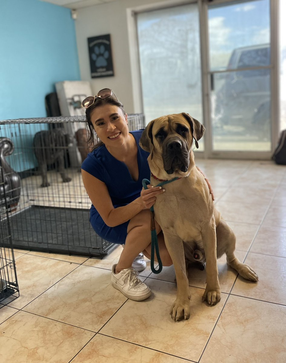 MarissaSarbak's tweet photo. 30 of these big babies were saved from a hoarding situation… and now they need foster or permanent homes! If you can help, contact AZ Mastiff Rescue! @FOX10Phoenix https://t.co/0tPkEf3gQk