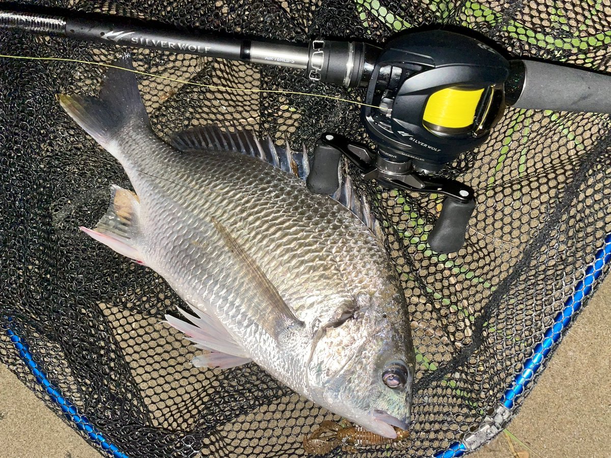 macatic's tweet photo. 昨夜は、MSクローのフリーリグで3フィッシュ🐟
NTシンカー Slim型 7g(DG色)との相性もいい感じ😆
軽いリフトでもシンカーとワームが離れやすく、しっかりアクションしながらフォールするので、バス釣りにも良さげ🎣
#デプス #MSクロー #deps #mscraw #NT海洋事業部 #NTシンカー #チニング https://t.co/EYbB67URY0